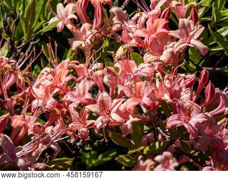 The Plumleaf Azalea (rhododendron Prunifolium) Flowering With Orange To Red, Funnel-shaped Flowers W