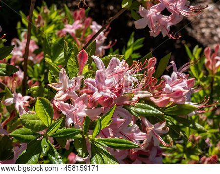 The Plumleaf Azalea (rhododendron Prunifolium) Flowering With Orange To Red, Funnel-shaped Flowers W