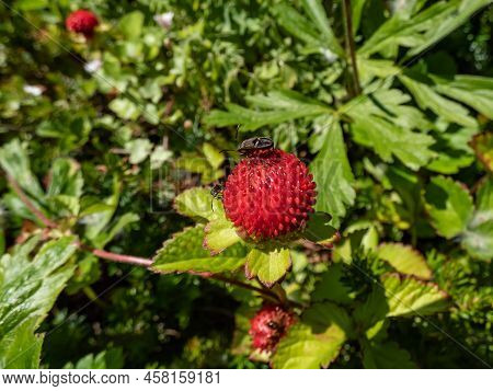 Mock, Indian Or False Strawberry (potentilla Indica) Or Backyard Strawberry With Red Fruit In The Ga