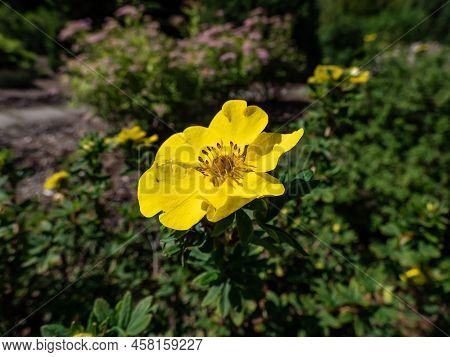 Shrubby Cinquefoil (pentaphylloides Fruticosa) 'dart's Golddigger' Is A Compact, Deciduous Shrub Wit