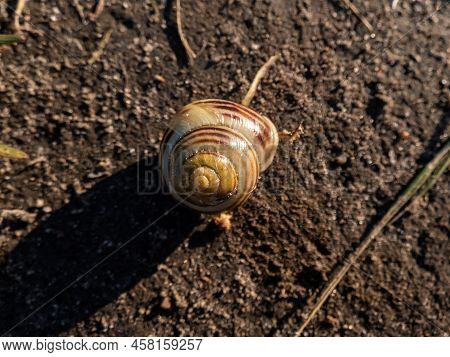 Macro Shot Of Striped Snail - The White-lipped Snail Or Garden Banded Snail (cepaea Hortensis) In A 
