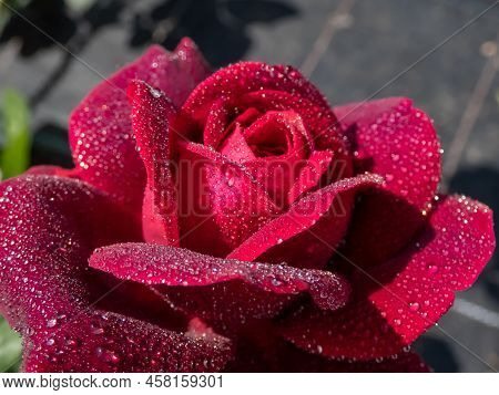 Close-up Of Rose 'grafin Von Hardenberg' With Beautiful, Elegant Velvety Red And Burgundy Blooms Cov