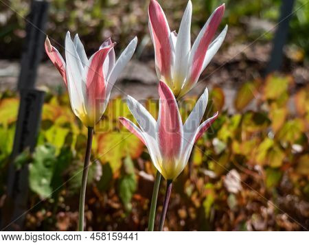 Close-up Shot Of The Bi-coloured Flower Of The Lady Tulip (tulipa Clusiana Variety Stellata) - Pale 
