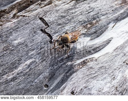 The Bumblebee Robberfly, Yellow Robberfly Or Yellow Assassin Fly (laphria Flava) On A Dry Tree Trunk