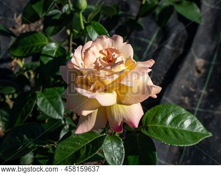 Hybrid Tea Rose 'gloria Dei' Sin. 'peace', 'madame Antoine Meilland, 'gioia' With Fully Double, Pink