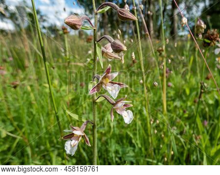 The Marsh Helleborine (epipactis Palustris) Flowering With The Flowers With Sepals That Are Coloured