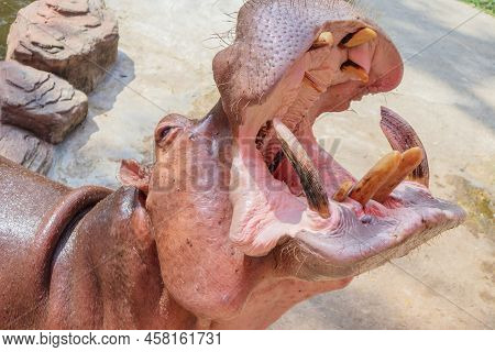 Common Hippopotamus (hippopotamus Amphibius) In The Zoo