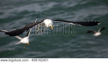 Seagulls Attentive To The Fish In The Shark Alley In The Atlantic Ocean In Gansbaai (south Africa).