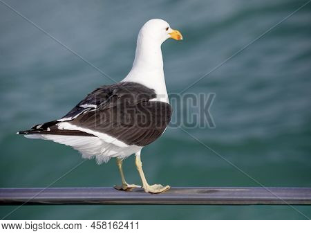 Seagull Leaning On The Railing Of A Boat In The Shark Alley In The Atlantic Ocean In Gansbaai (south