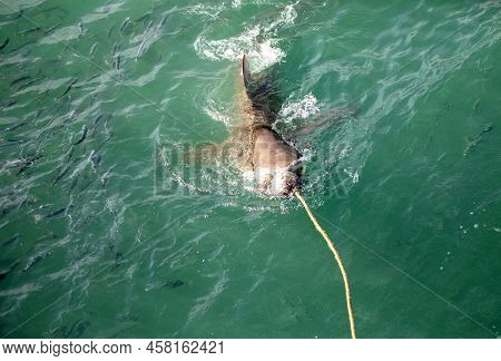 Bronze Shark Emerging From The Deep Waters Of The Shark Alley And Taking The Bait In Gansbaai (south