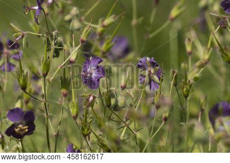 Garden Geranium (geranium Phaeum) Flowers, Macro Shot, Local Focus