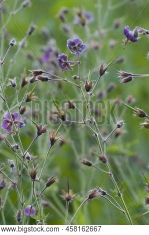 Garden Geranium (geranium Phaeum) Flowers, Macro Shot, Local Focus