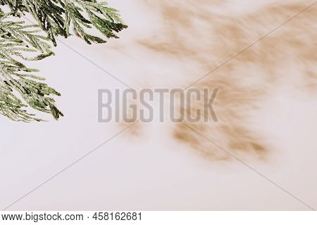 Cypress Shadow On Light Beige Background. Mockup For Cosmetics, Perfume, Beauty Treatment Concept. T