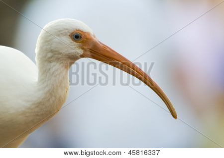 Americká bílá Ibis