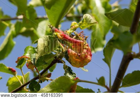 Branch Of Fruit Tree With Wrinkled Leaves Affected By Black Aphid. Cherry Aphids, Black Fly On Cherr