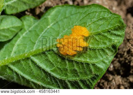 Colorado Potato Beetle Eggs Eat Potato Leaves, Leptinotarsa Decemlineata