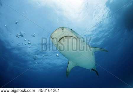 Tiger Shark (galeocerdo Cuvier) Coming In Close, Viewed From Below. Tiger Beach, Bahamas