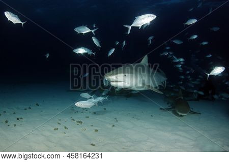 Tiger Shark (galeocerdo Cuvier) Coming In From The Dark, With Lemon Sharks Around. Tiger Beach, Baha