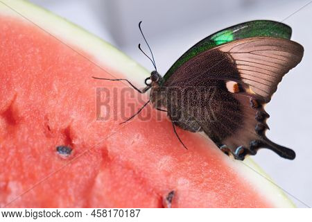 Bright And Juicy Butterfly On A Watermelon. Papilio Palinurus. Side View