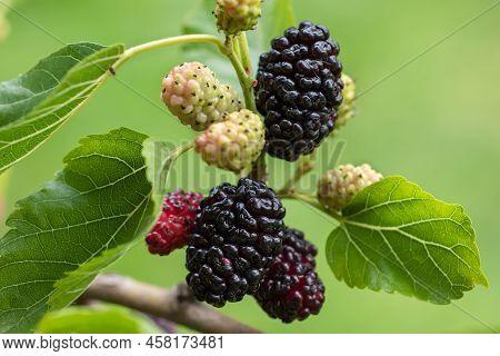 Mulberry Berries On The Branches. The Berries Of The Mulberry Tree. The Berries Look Like Scary Cate