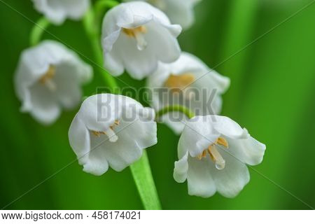 Spring Flower Lily Of The Valley. Lily Of The Valley. Flower Spring Sun White Green Background Horiz