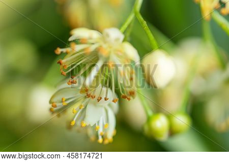 Linden Yellow Blossom Of Tilia Cordata Tree Small-leaved Lime, Little Leaf Linden Flowers Or Small-l