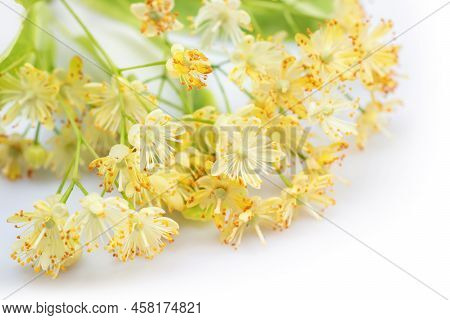 Linden Flowers On A White Background. Linden Flowers Bloom With Leaves And Petals.