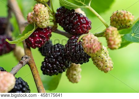 The Fruit Of Black Mulberry - Mulberry Tree