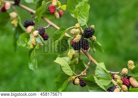 Mulberry Berries On The Branches. The Berries Of The Mulberry Tree. The Berries Look Like Scary Cate
