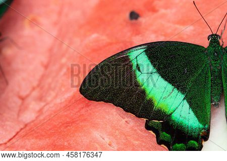 Bright And Juicy Butterfly On A Watermelon. Papilio Palinurus. Green Butterfly On A Red Watermelon