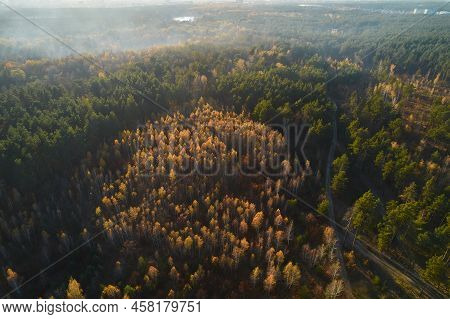 Aerial Top Down View Of Autumn Forest With Green And Yellow Trees. Mixed Deciduous And Coniferous Fo
