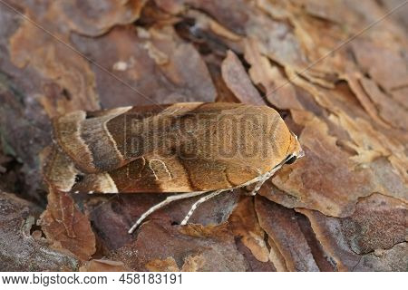 Detailed Closeup On A Broad-bordered, Yellow Underwing Moth, Noctua Fimbriata Sitting On Wood In The