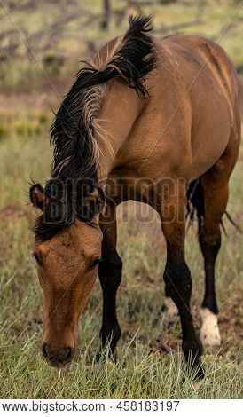 Wild Horse Grazes On Weatherill Mesa In Mesa Verde National Park