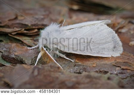 Closeup On The All White Brown-tail Moth, Euproctis Chrysorrhoea, Sitting On Wood In The Garden