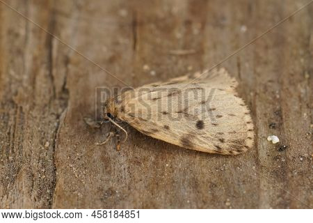 Closeup On The Small Yellow Round-winged Muslin Moth, Thumatha Senex In He Garden
