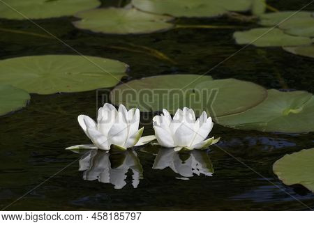 Water Lilies Blooming During Summer On Loch Lomond