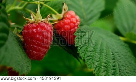 Red Raspberries In Garden, Close Up. Small Branch Of Ripe Raspberries In A Garden. Red Sweet Berries
