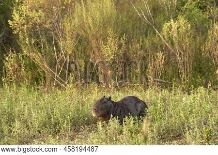Capybara, Hydrochoerus Hydrochaeris, Largest Living Rodent, Native To South America, A Summer Aftern