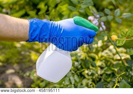 Treatment In The Garden Of Young Shoots Of Roses From Aphids, Whiteflies And Insect Pests