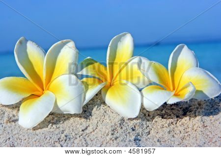 Blumen am Strand