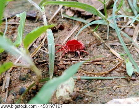 A Red Mite On The Ground. Selective Focus.