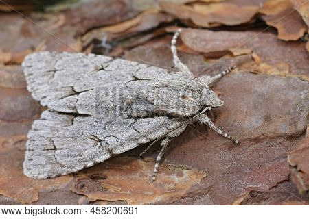 Closeup On A Grey Oar Dark Dagger Moth , Acronicta Psi Or Tridens Sitting On Wood In The Garden