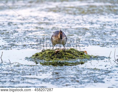Great Crested Grebe, Podiceps Cristatus, Water Bird Sitting On The Nest, Nesting Time On The Green L
