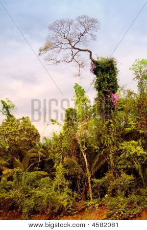 Jungle