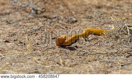 Cape Cobra (naja Nivea) Kgalagadi Transfrontier Park, South Africa