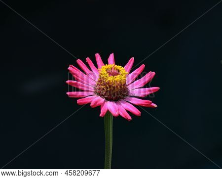 zinnia flower. purple pink zinnia flowers on black background,