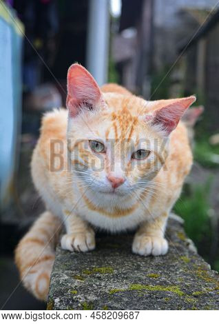 Close Up Ginger Tabby Cat Sitting On A Wall, Soft Selective Focus