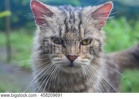 Close Up Cute Persian Cat Seen From The Front