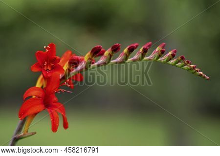 Crocosmia Flower Spike With Open Red Flowers And Buds