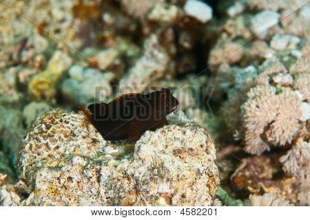 Kestane Blenny